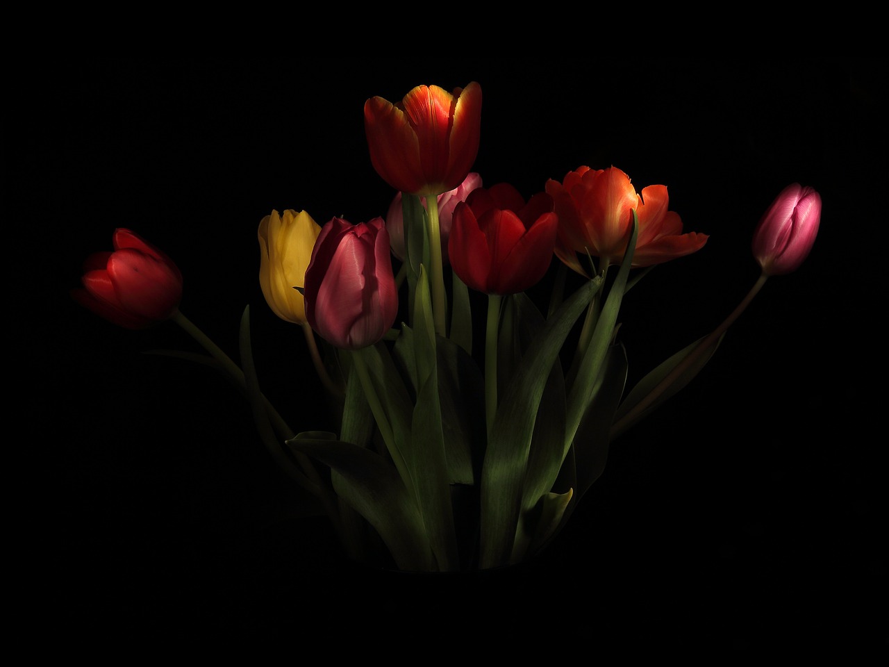 tulips strauss vase free photo