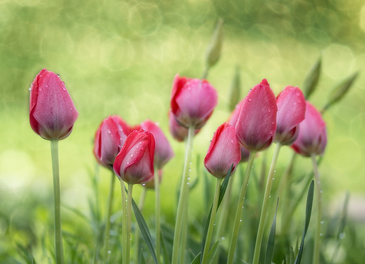 tulips garden spring free photo