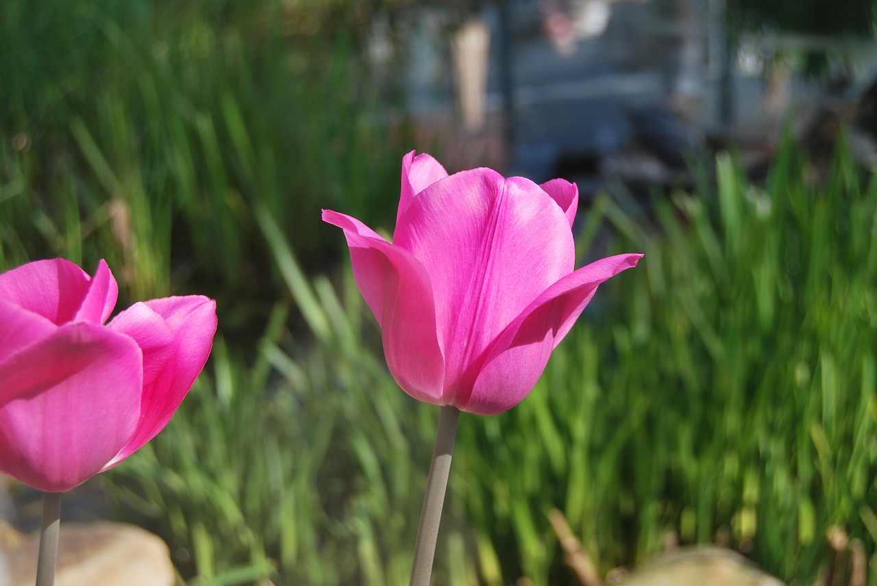 tulips flower pink free photo