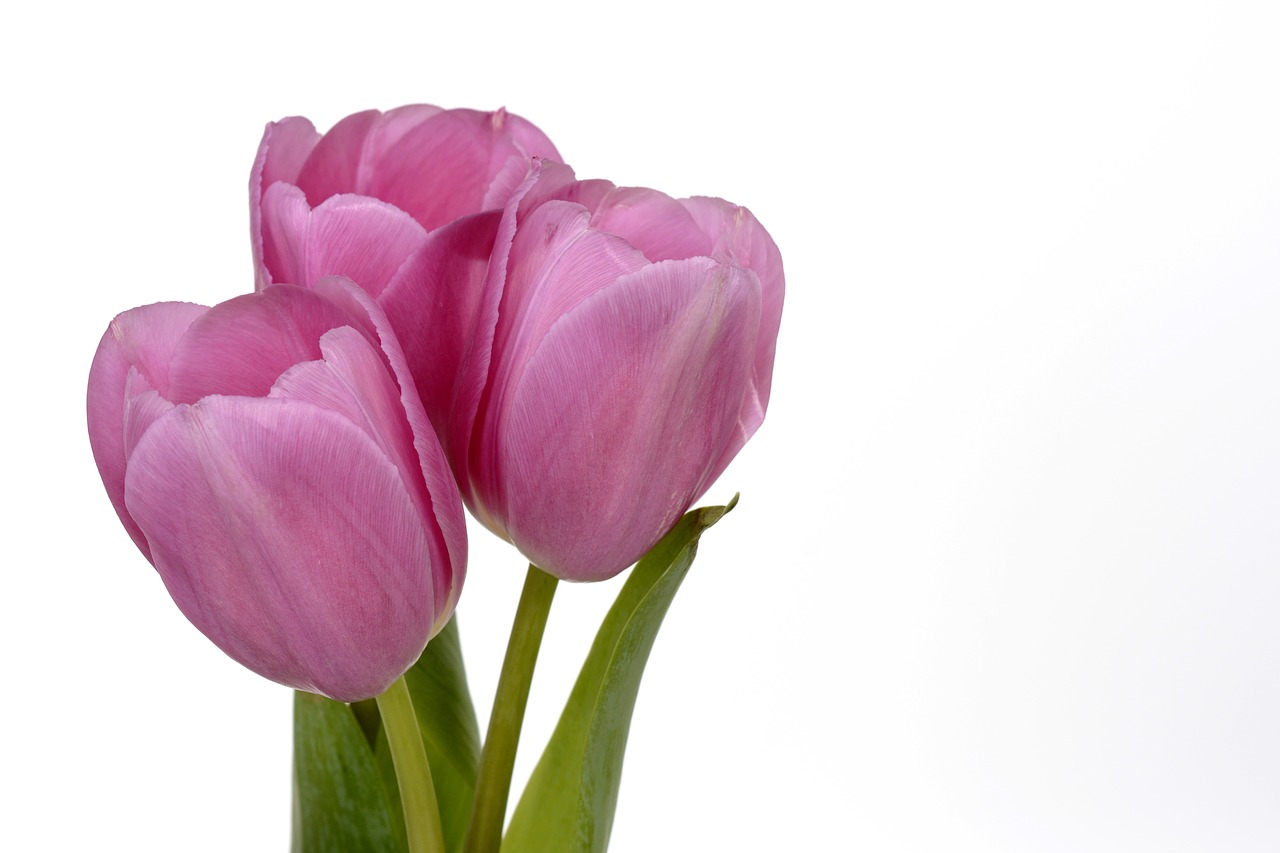 tulips flowers leaves free photo