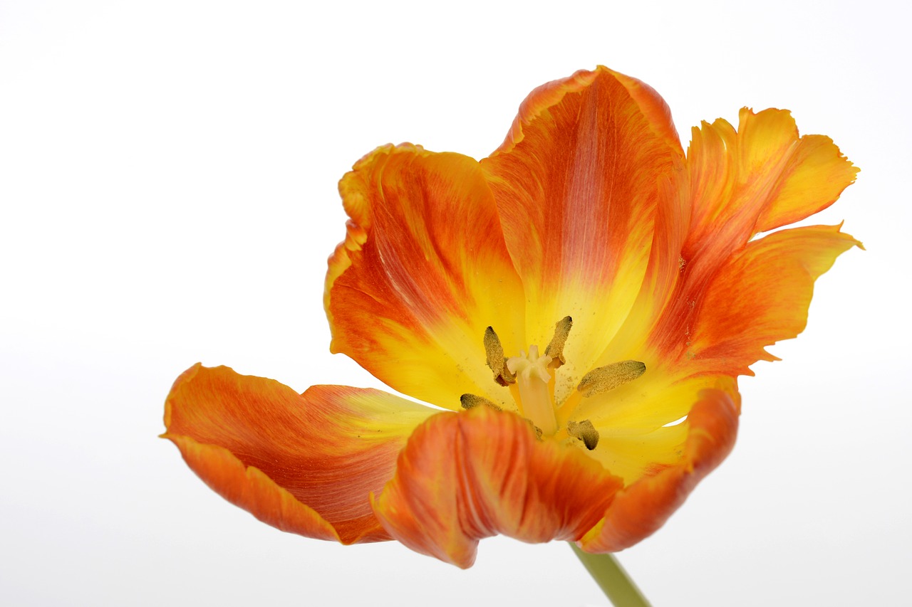 tulips flowers leaves free photo