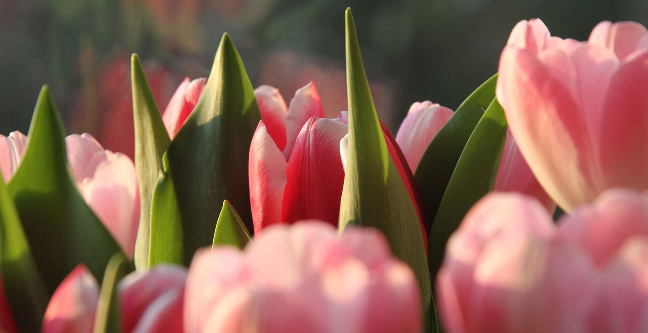 tulips colour pink free photo