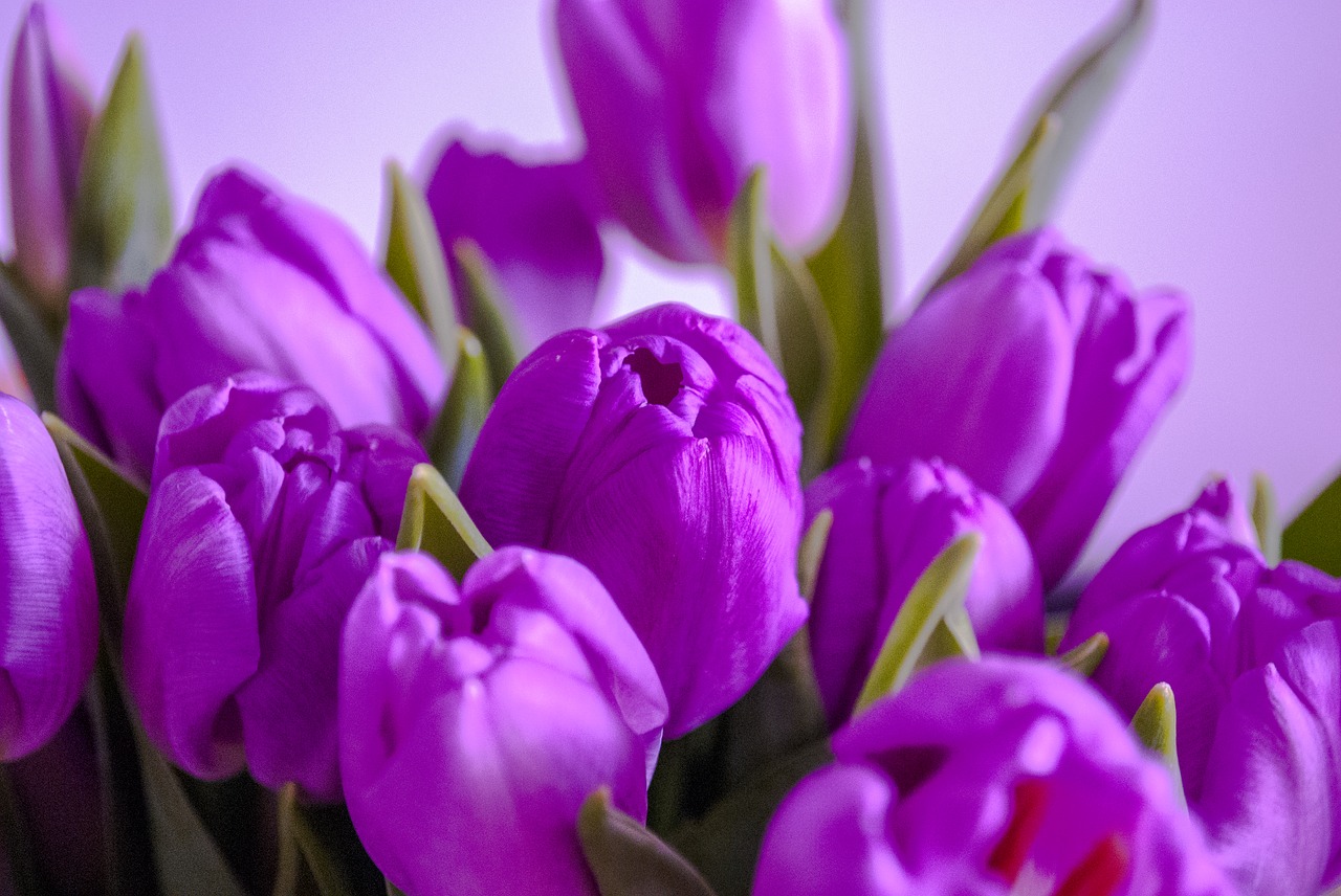 tulips flowers purple free photo