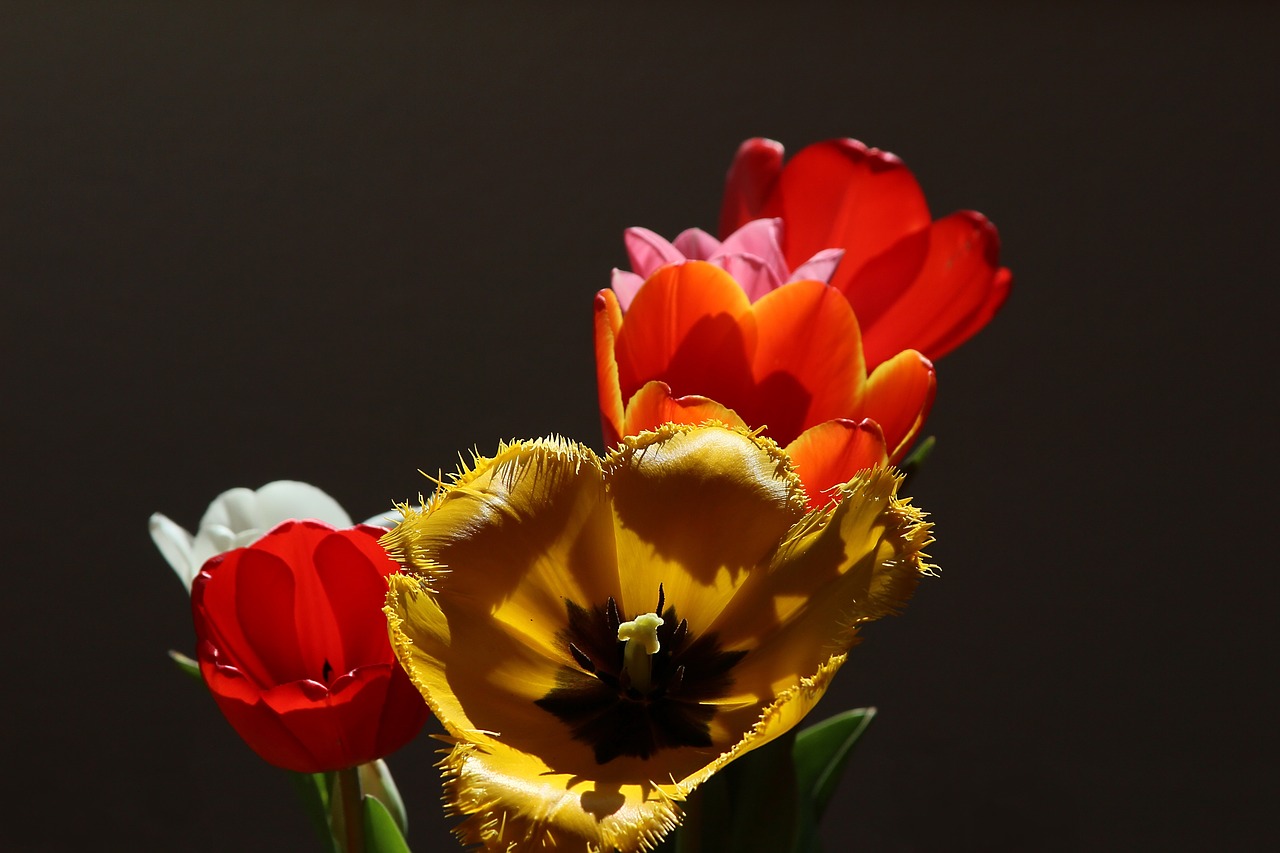 tulips tulipa lily free photo