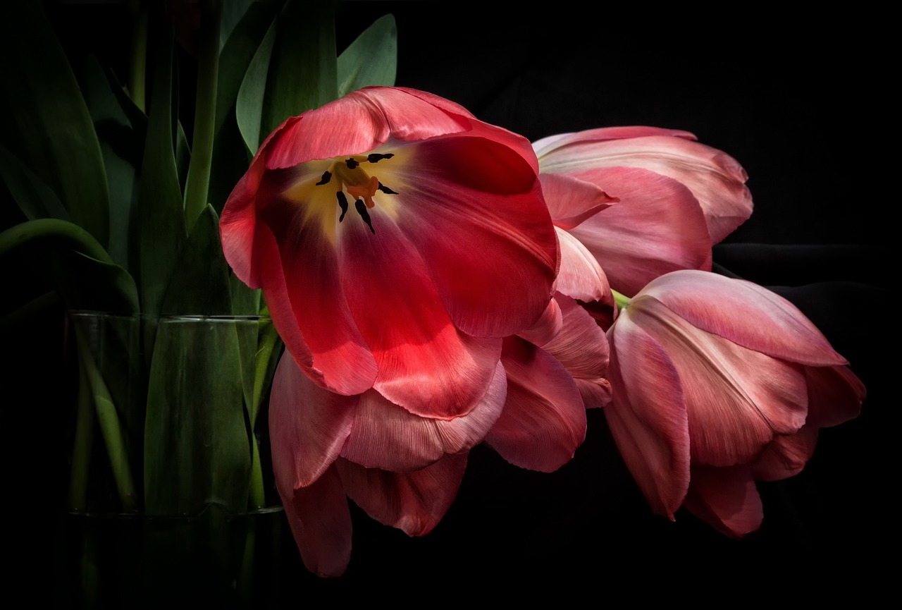 tulips red flowers free photo