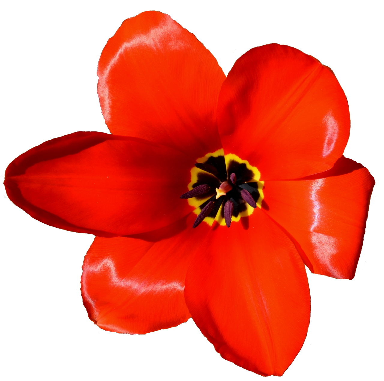 tulips crown flower free photo