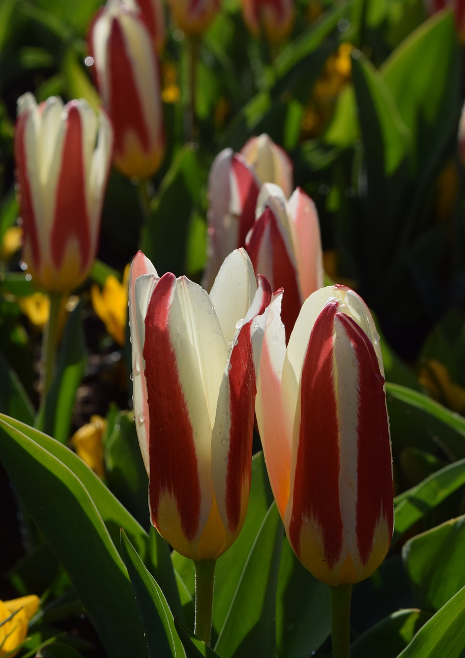 tulips tulipa flower free photo
