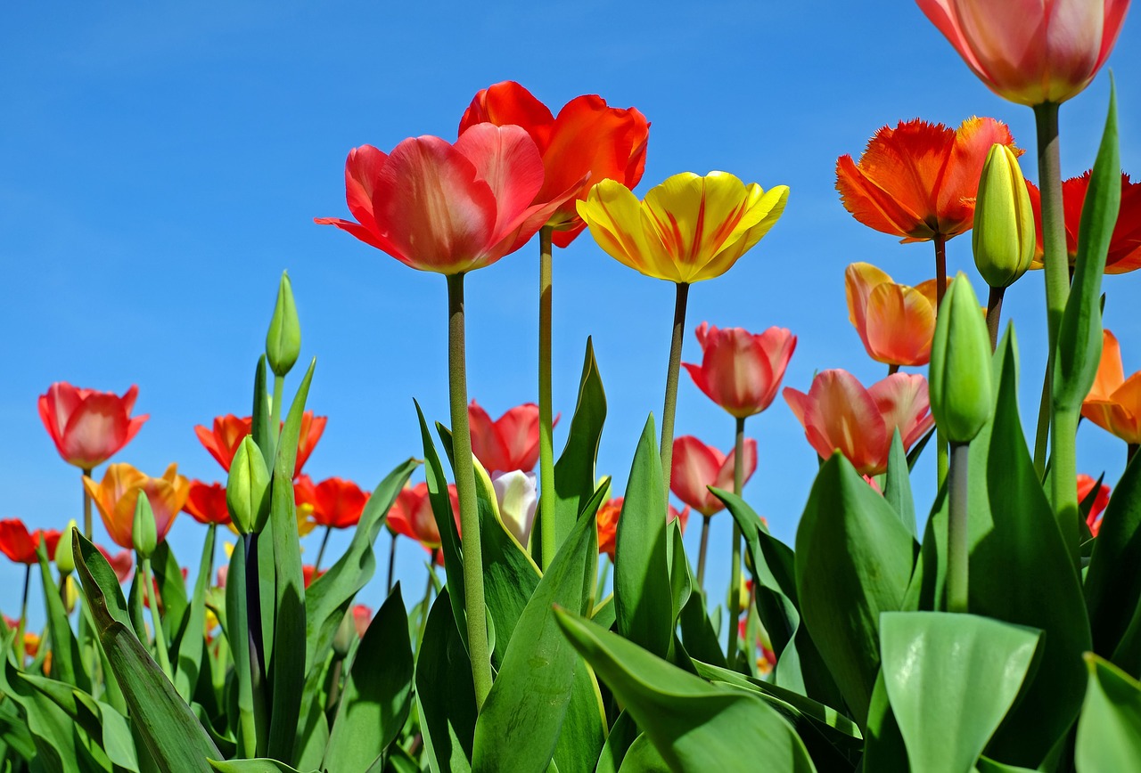 tulips flowers bloom free photo