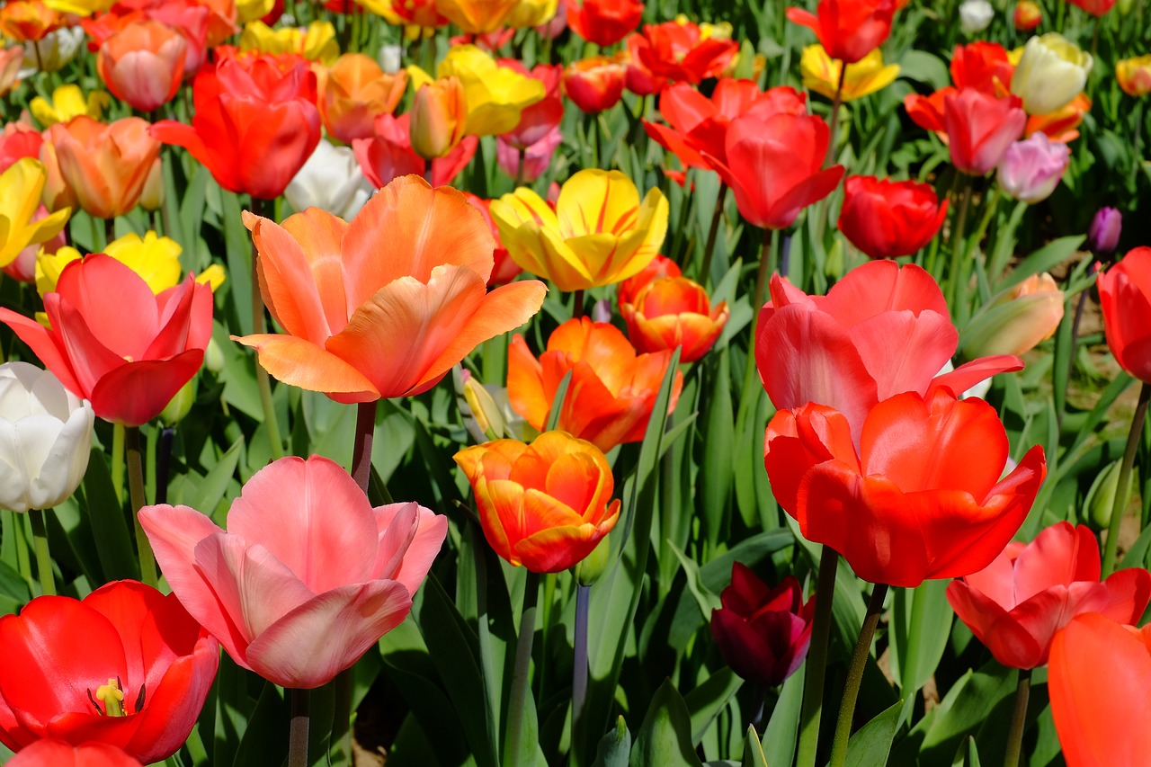 tulips flowers bloom free photo