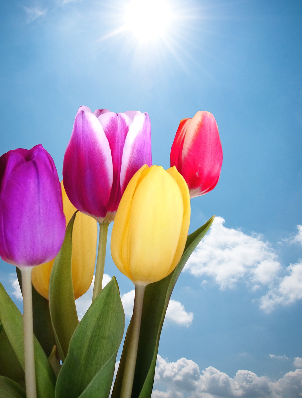 tulips spring colorful free photo