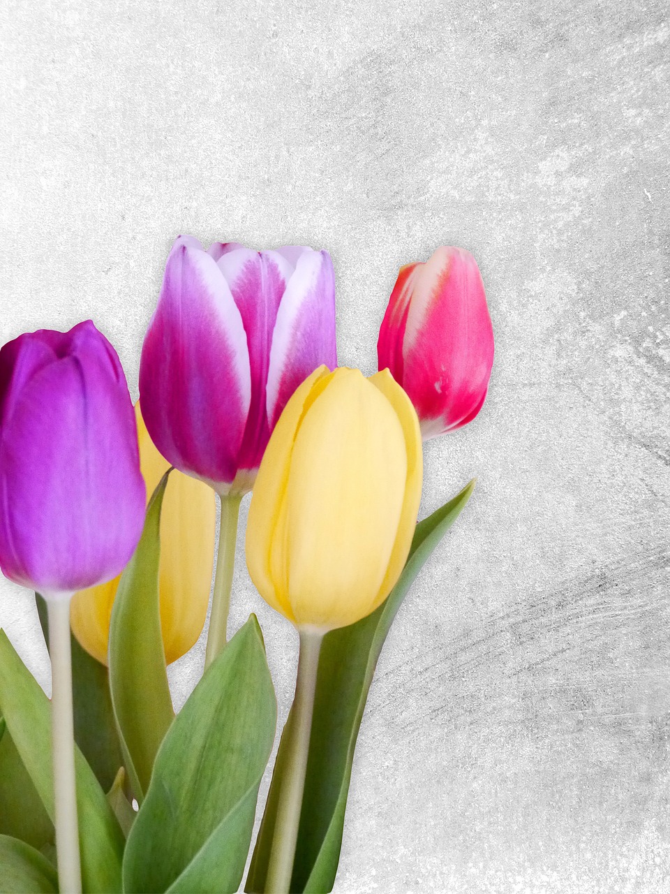 tulips spring colorful free photo
