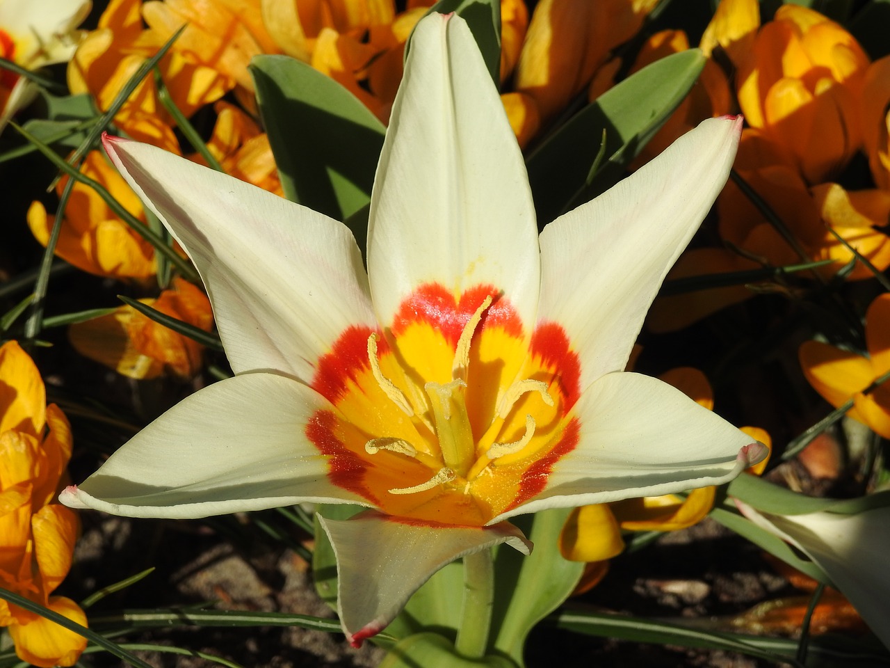 tulips tulip flower free photo