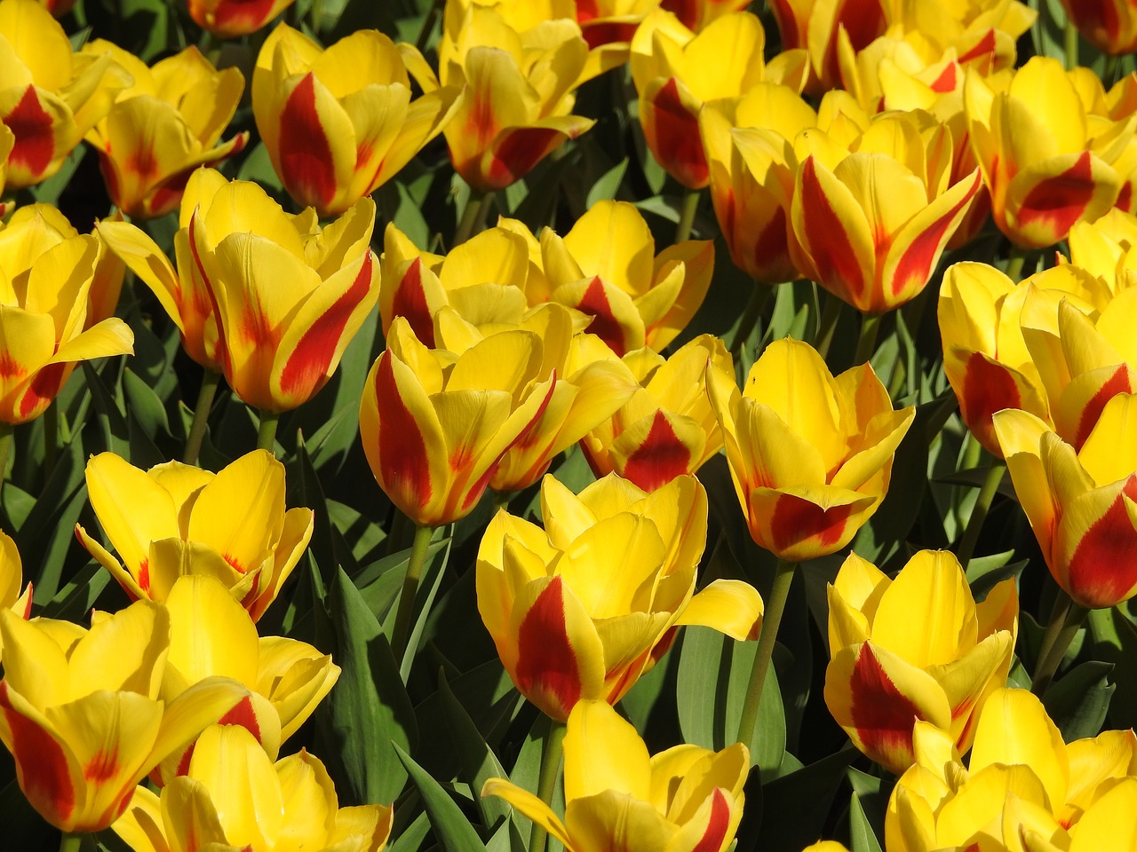 tulips tulip flower free photo