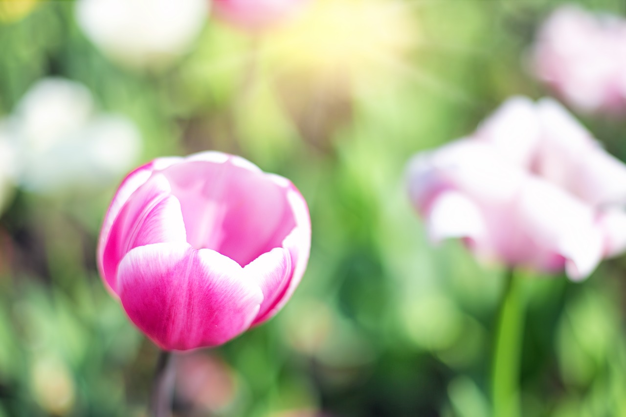 tulips pink garden free photo