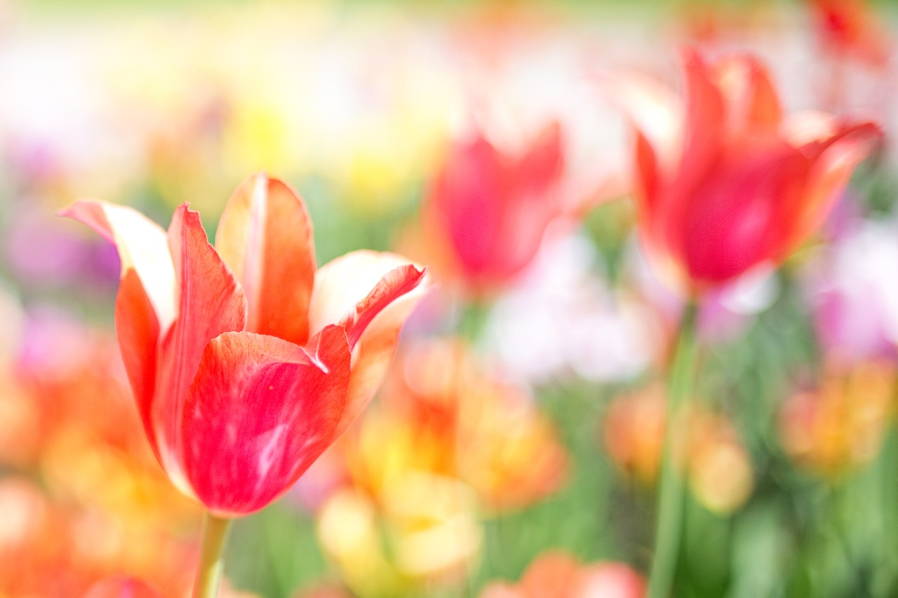 tulips pink garden free photo
