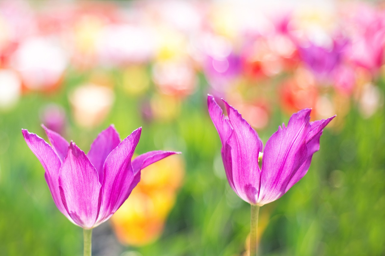 tulips pink garden free photo