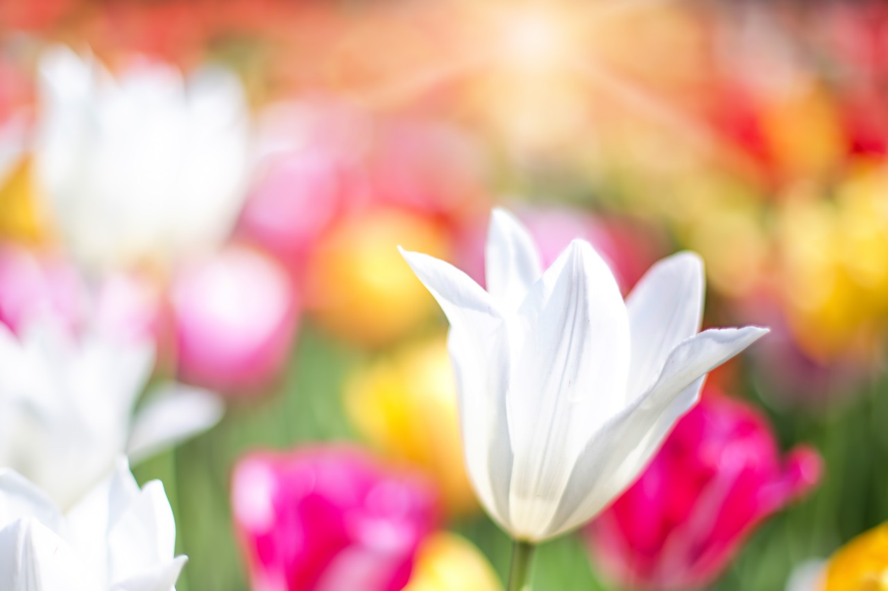 tulips pink garden free photo