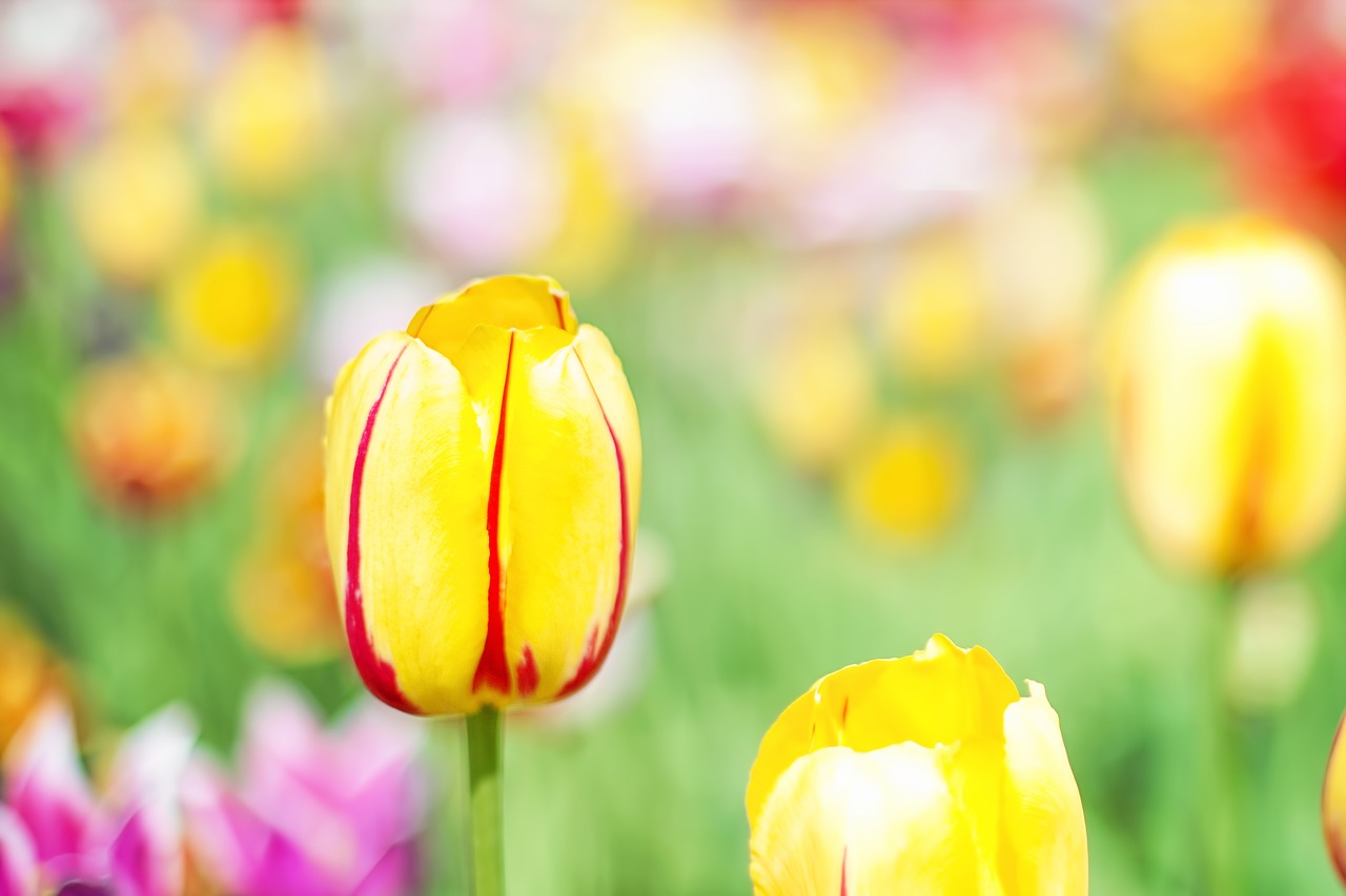 tulips pink garden free photo