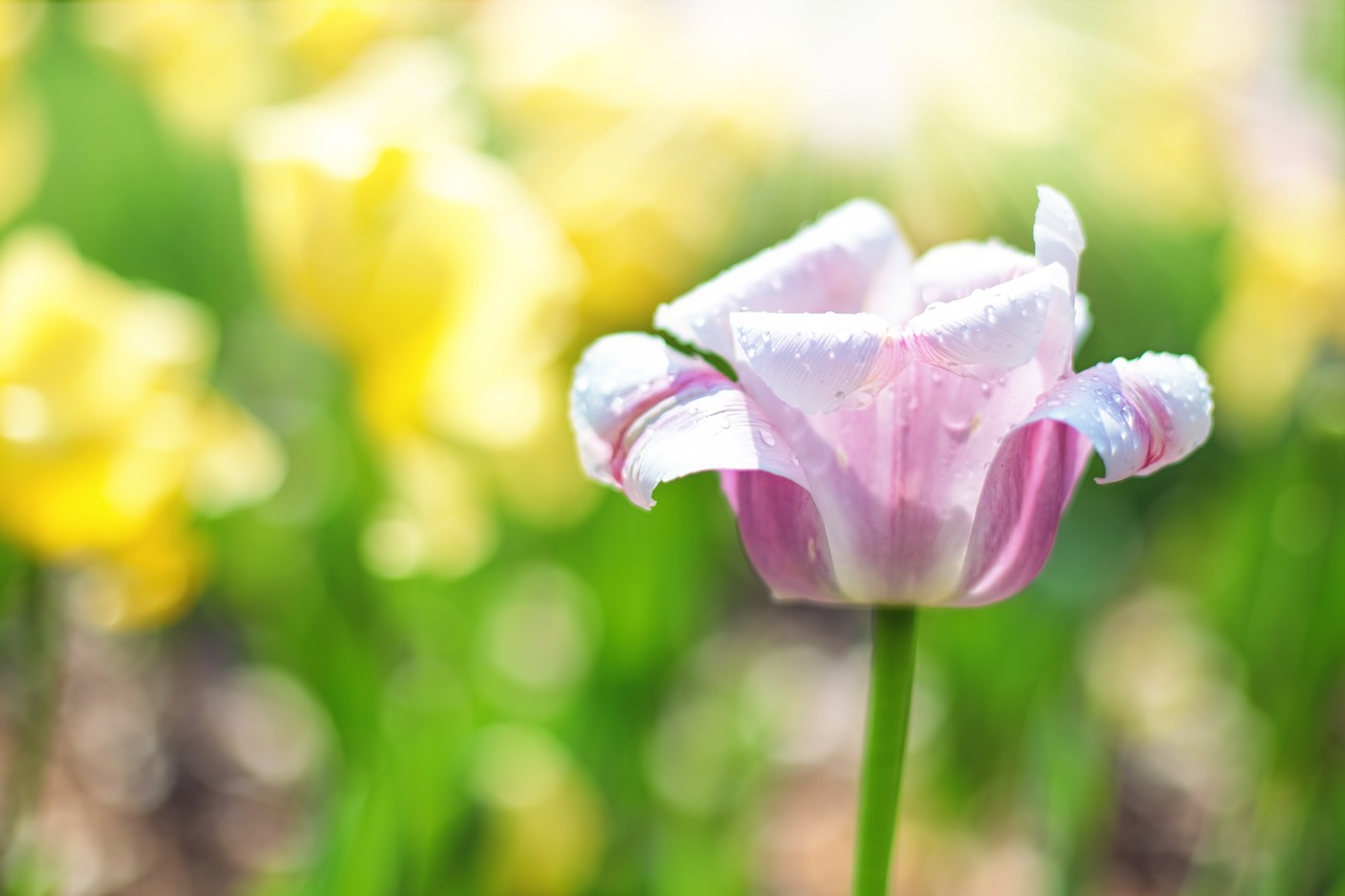 tulips pink garden free photo