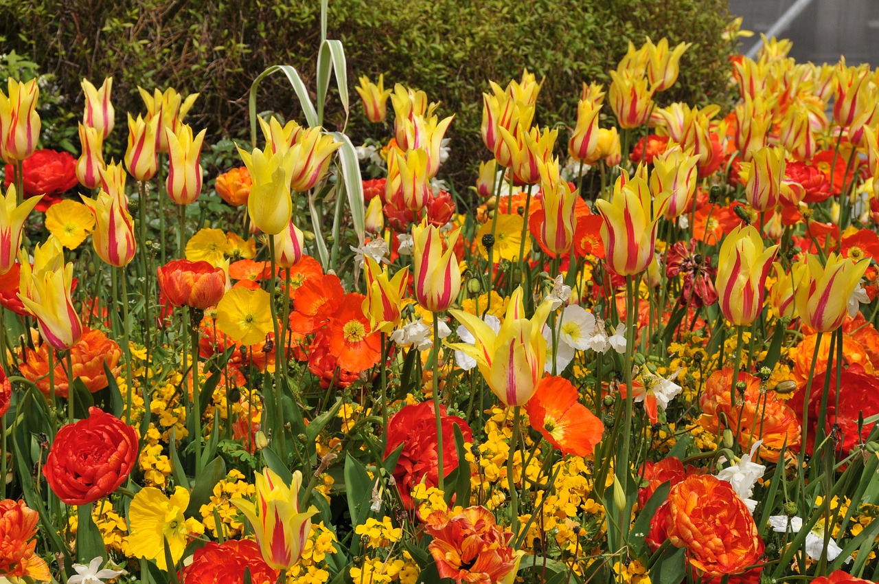 tulips spring vibrant free photo
