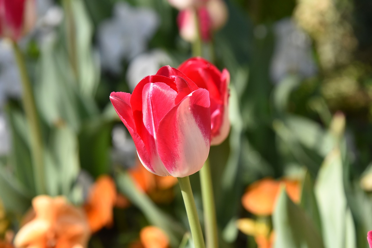 tulips spring red free photo