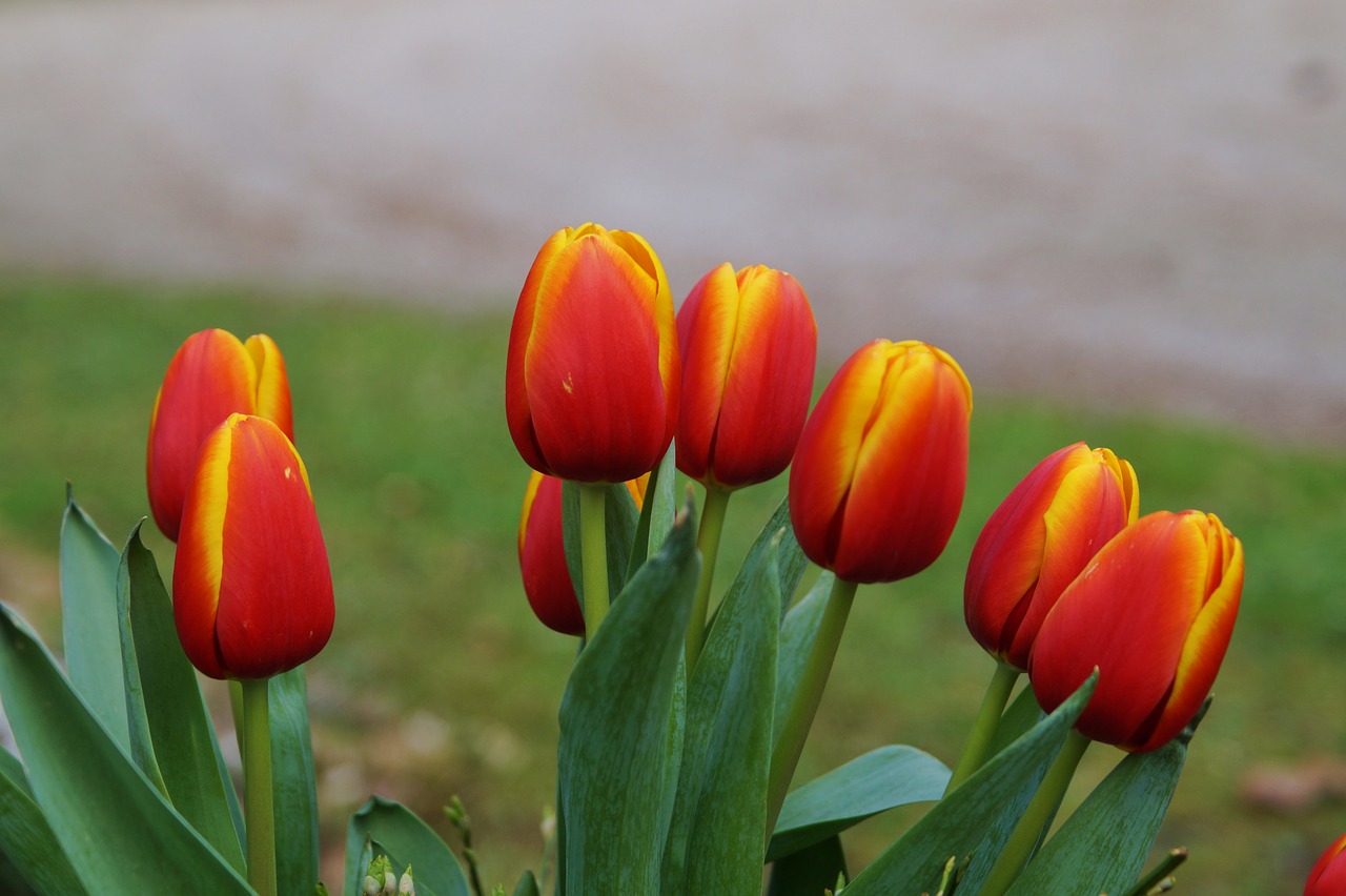 tulips flowers nature free photo