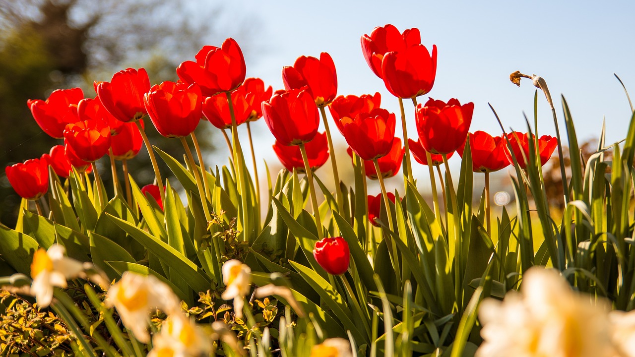 tulips flowers nature free photo