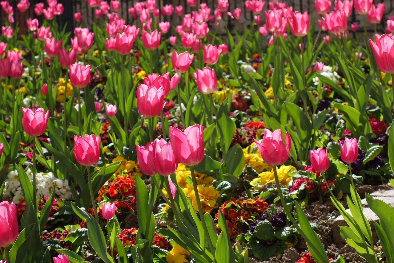 tulips floral spring free photo