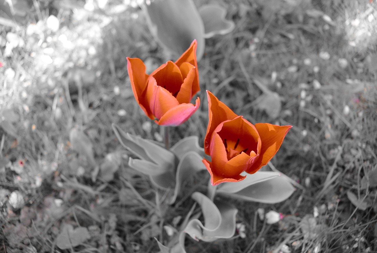 tulips flowers red free photo