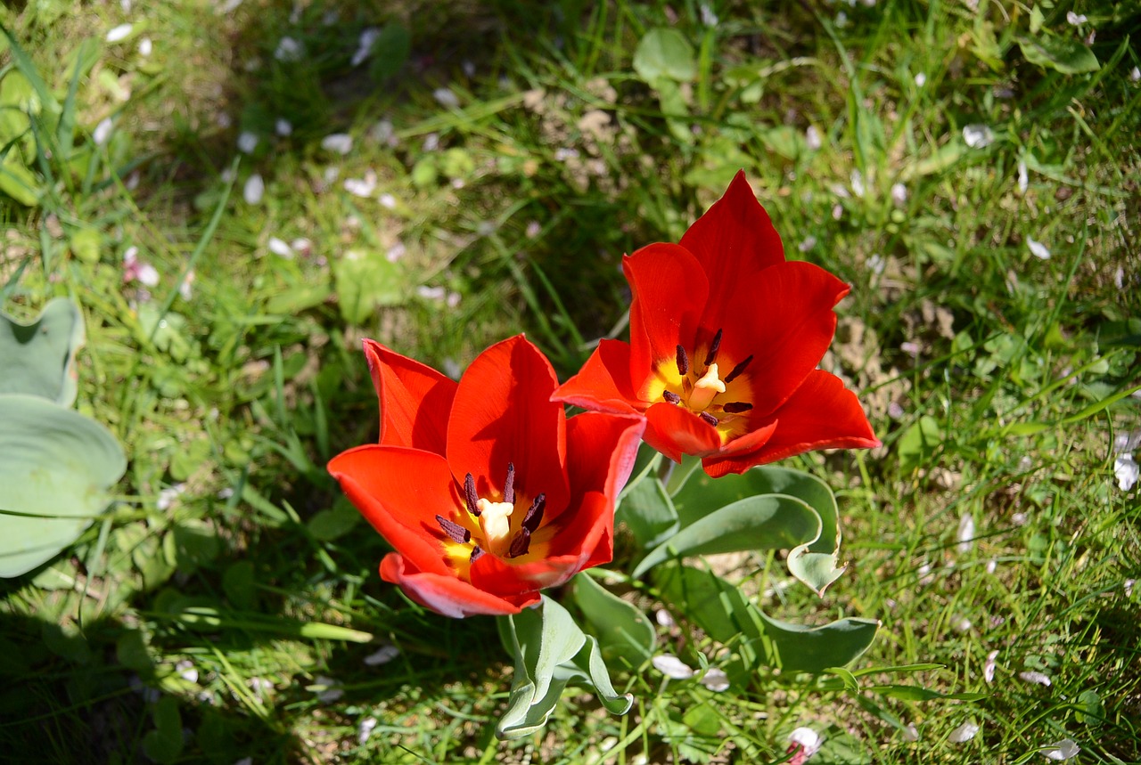 tulips garden flowers free photo