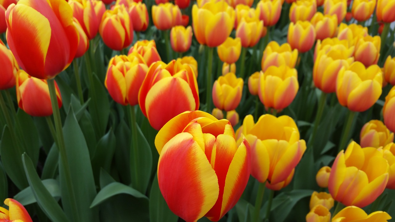 tulips yellow flowers free photo