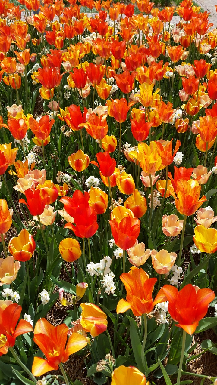 tulips flowers spring free photo