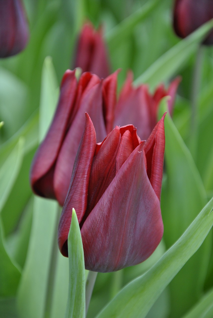 tulips holland spring free photo