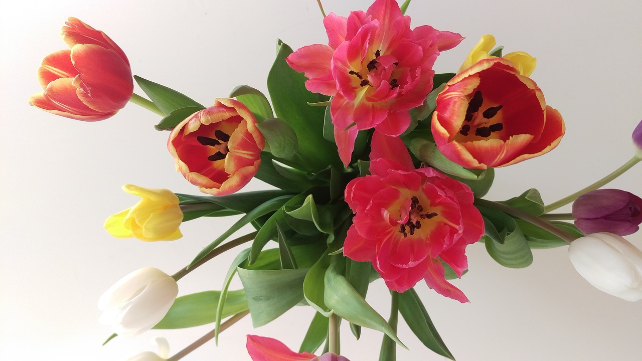 tulips flowers bouquet free photo