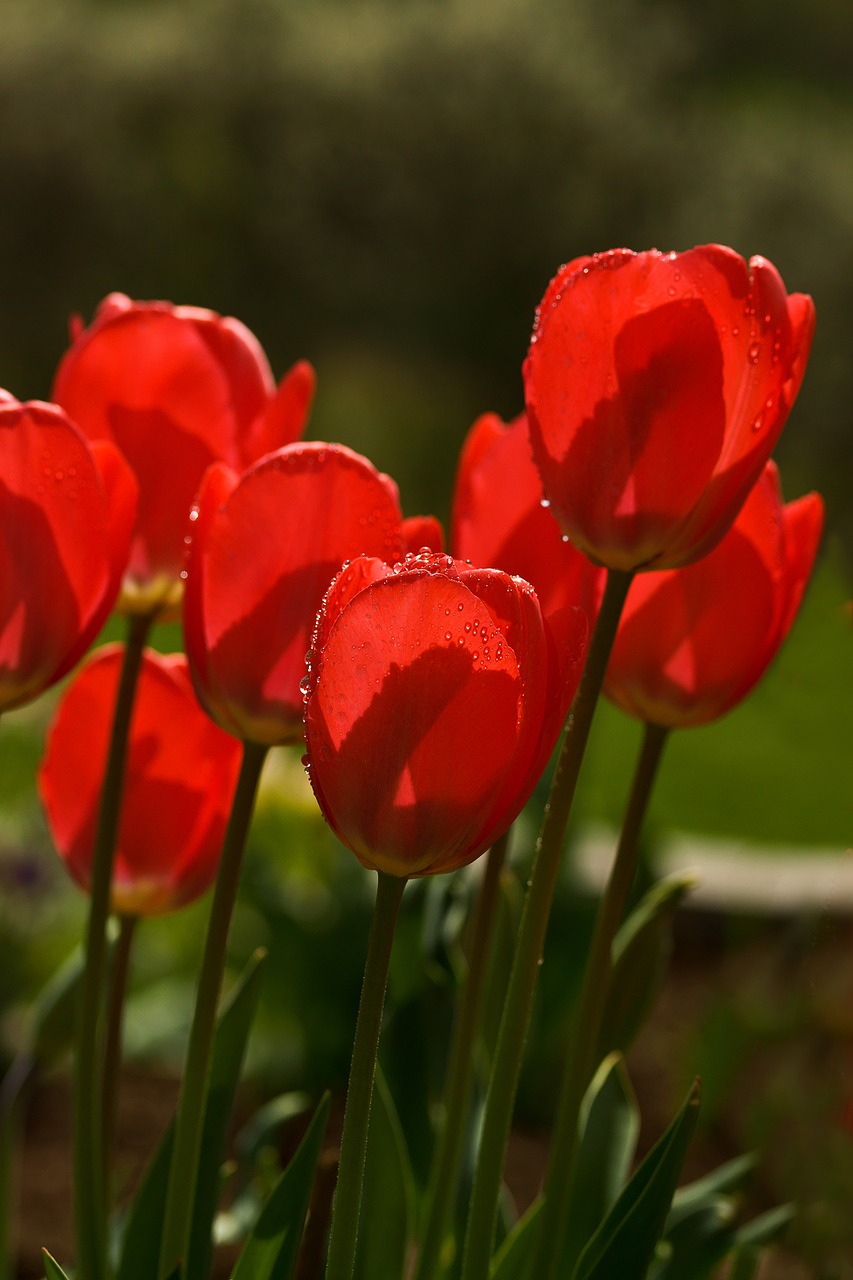 tulips spring flower free photo