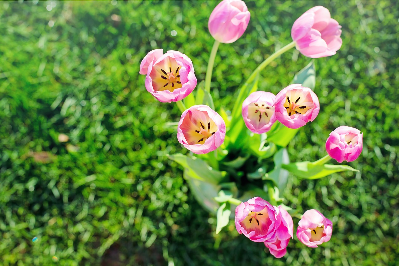 tulips pink spring free photo