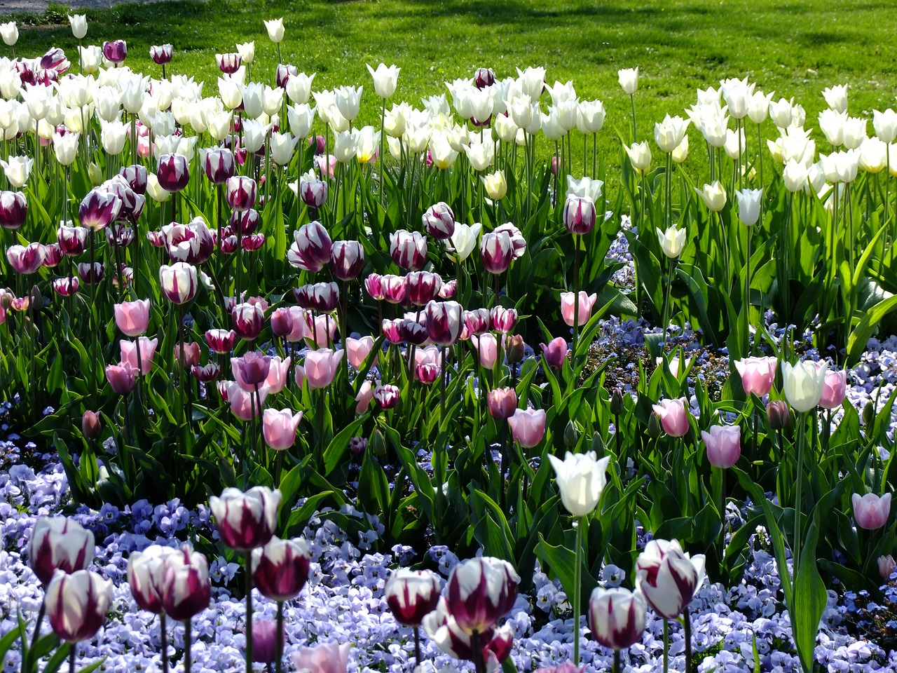tulips tulipa breeding tulip free photo