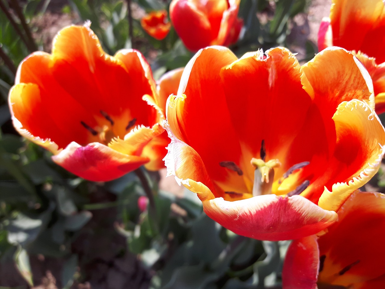 tulips type yellow free photo