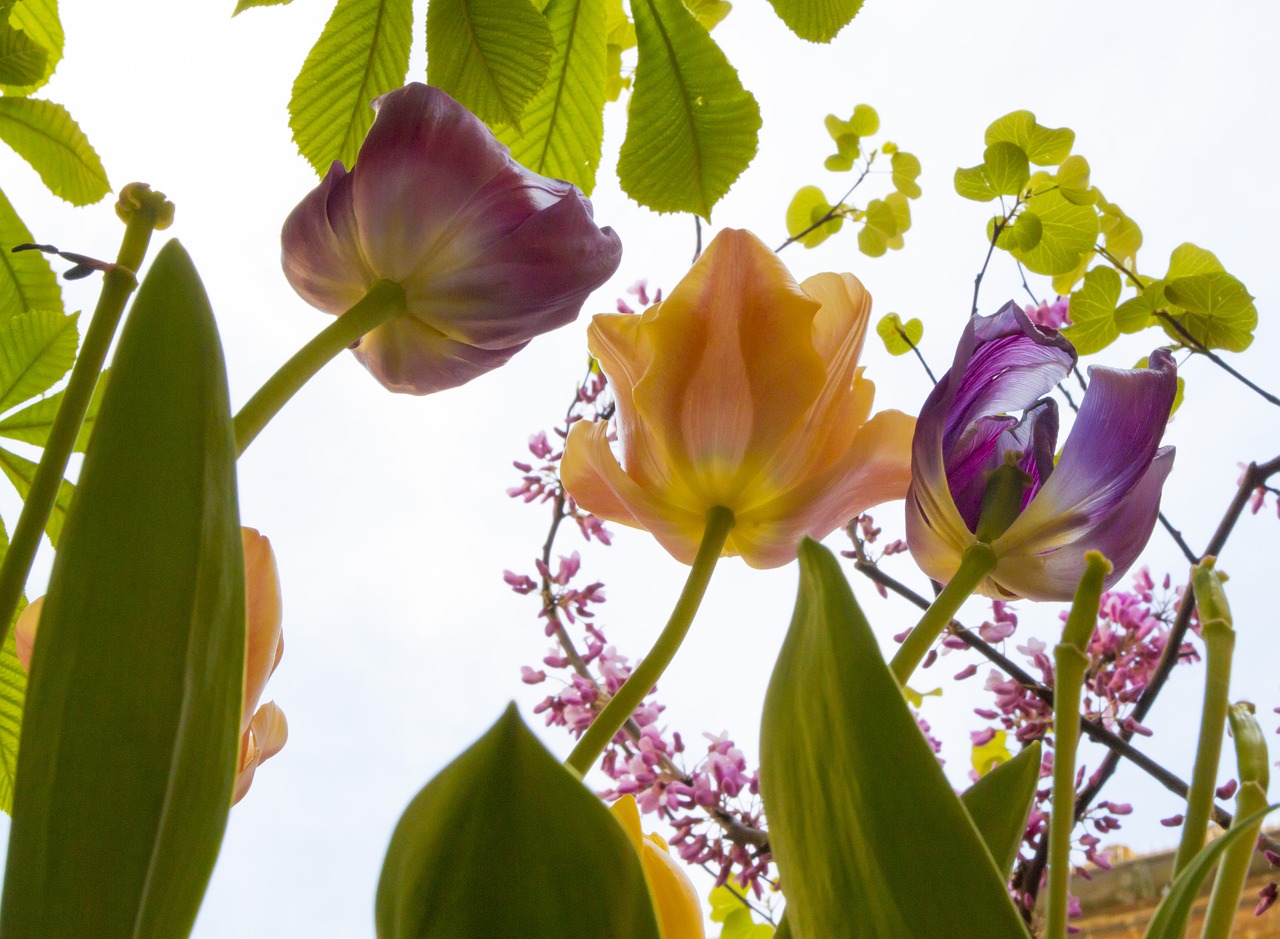 tulips flowers spring free photo