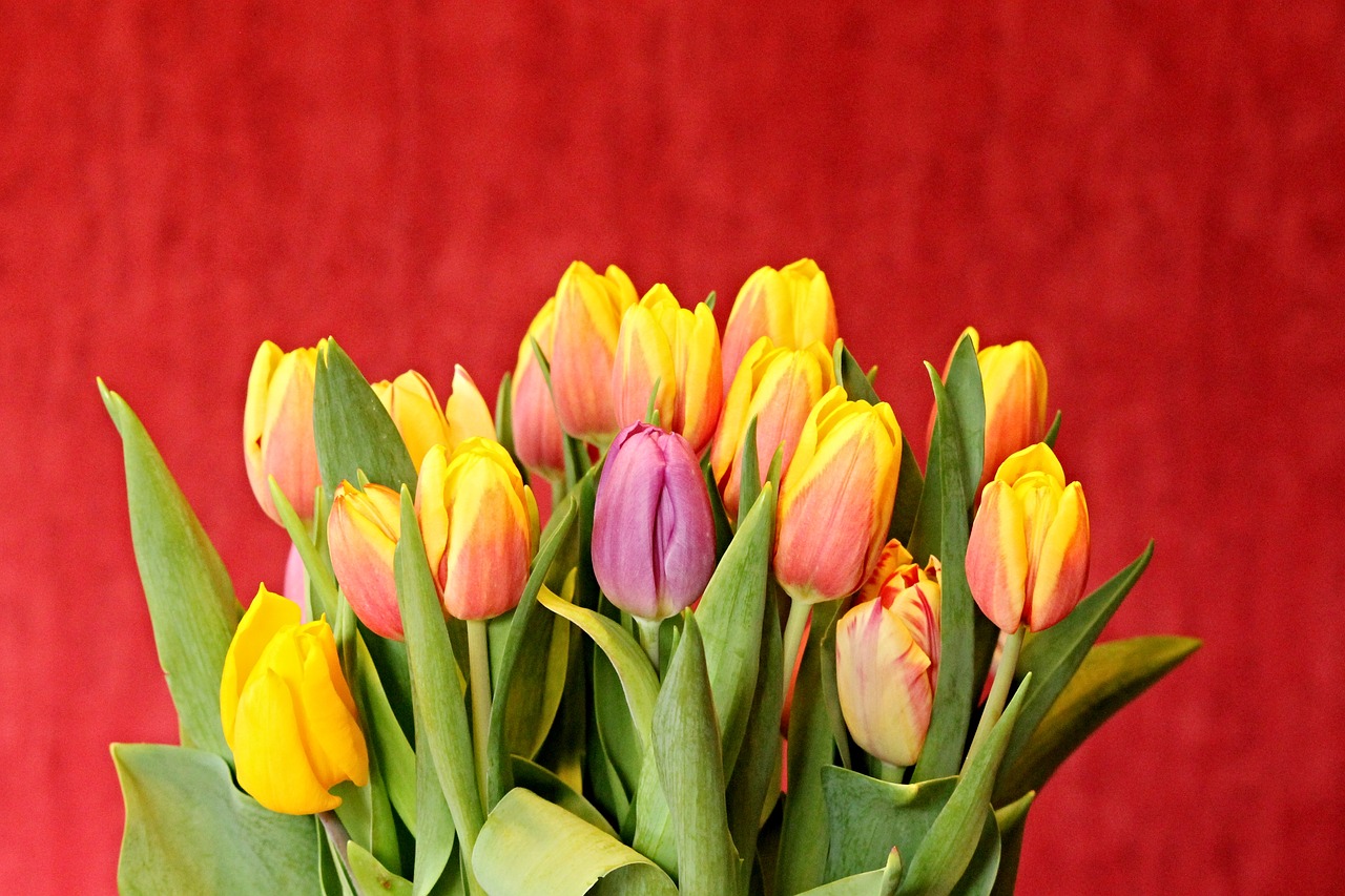 tulips tulip bouquet bouquet of flowers free photo