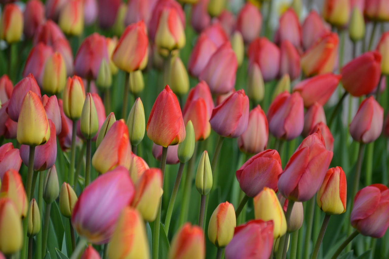 tulips spring colorful free photo