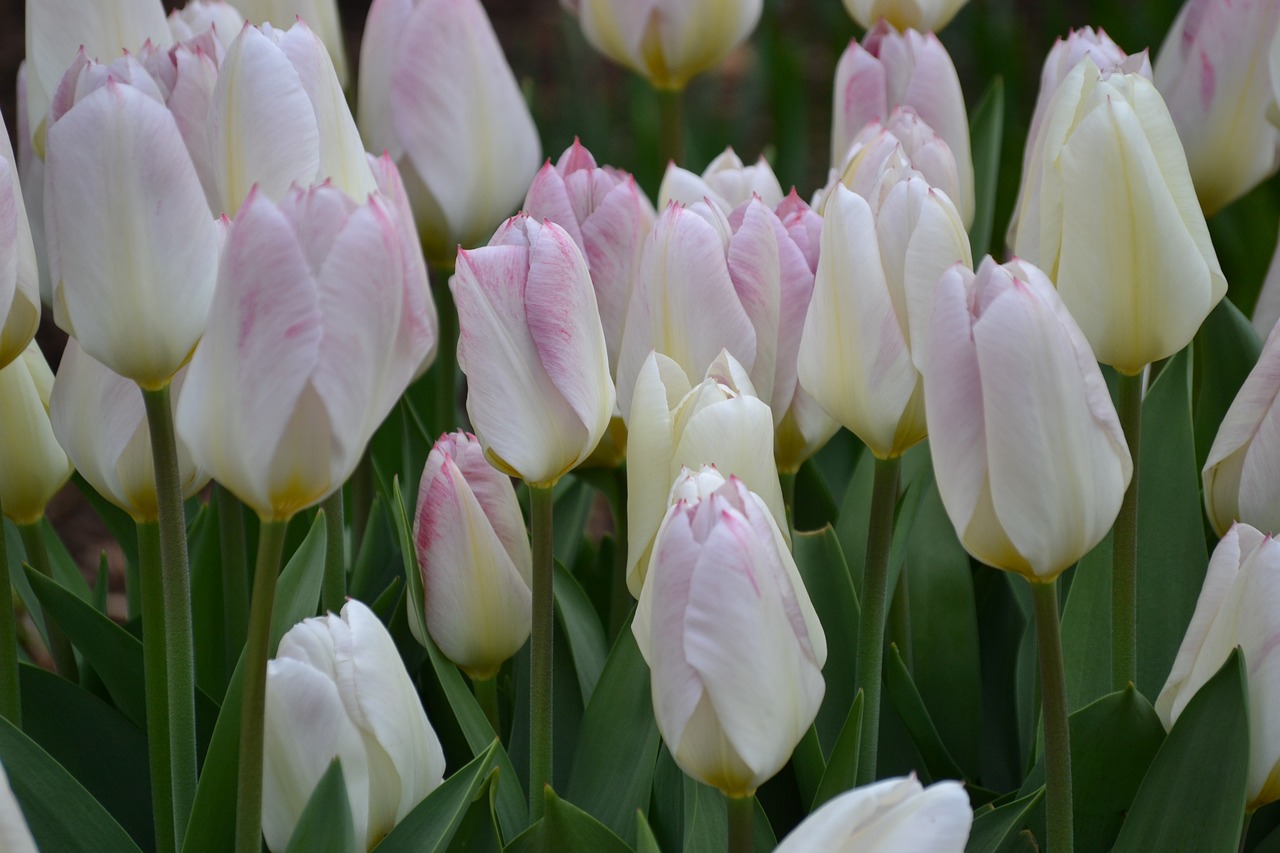 tulips nature spring free photo