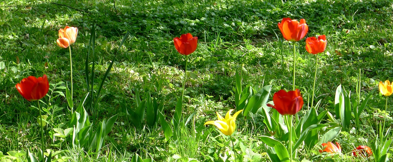 tulips garden springtime free photo