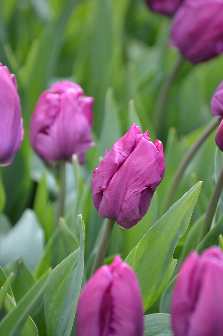 tulips purple purple flowers free photo