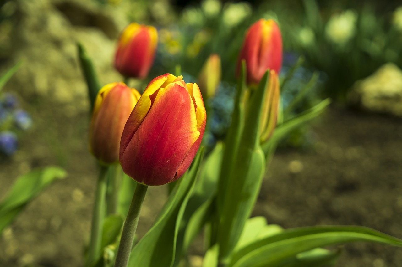 tulips tulip spring free photo