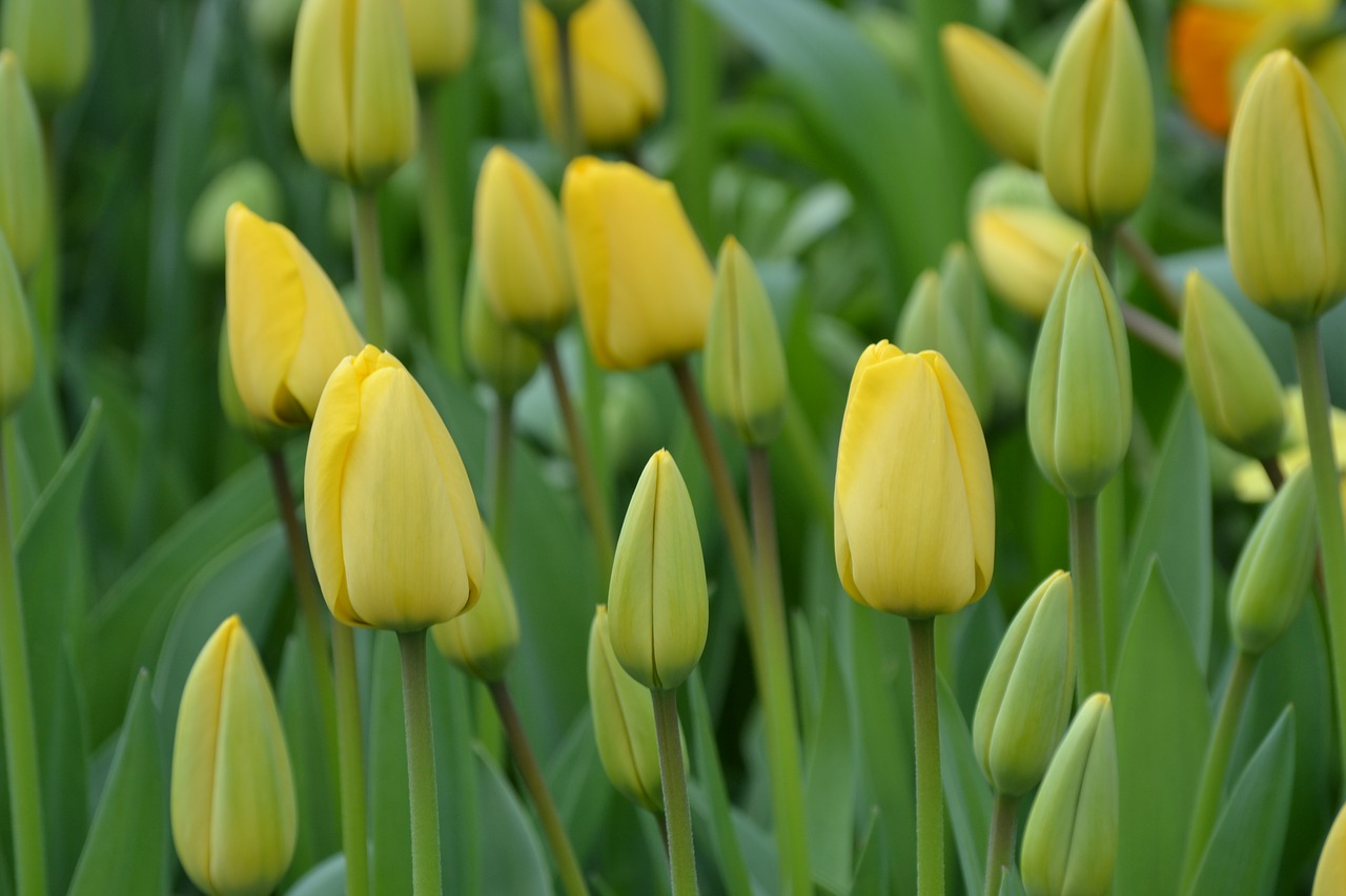 tulips yellow flowers free photo