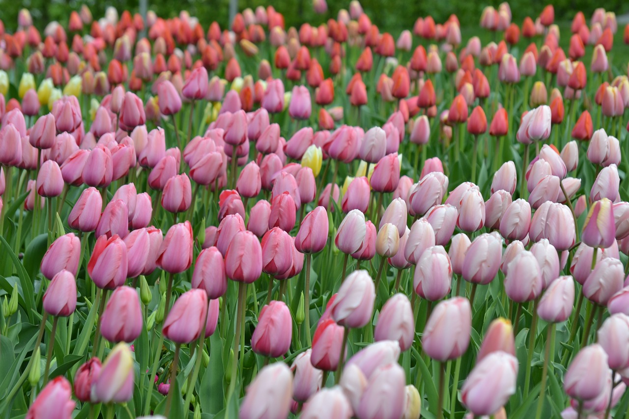 tulips sea of flowers tulpenbluete free photo