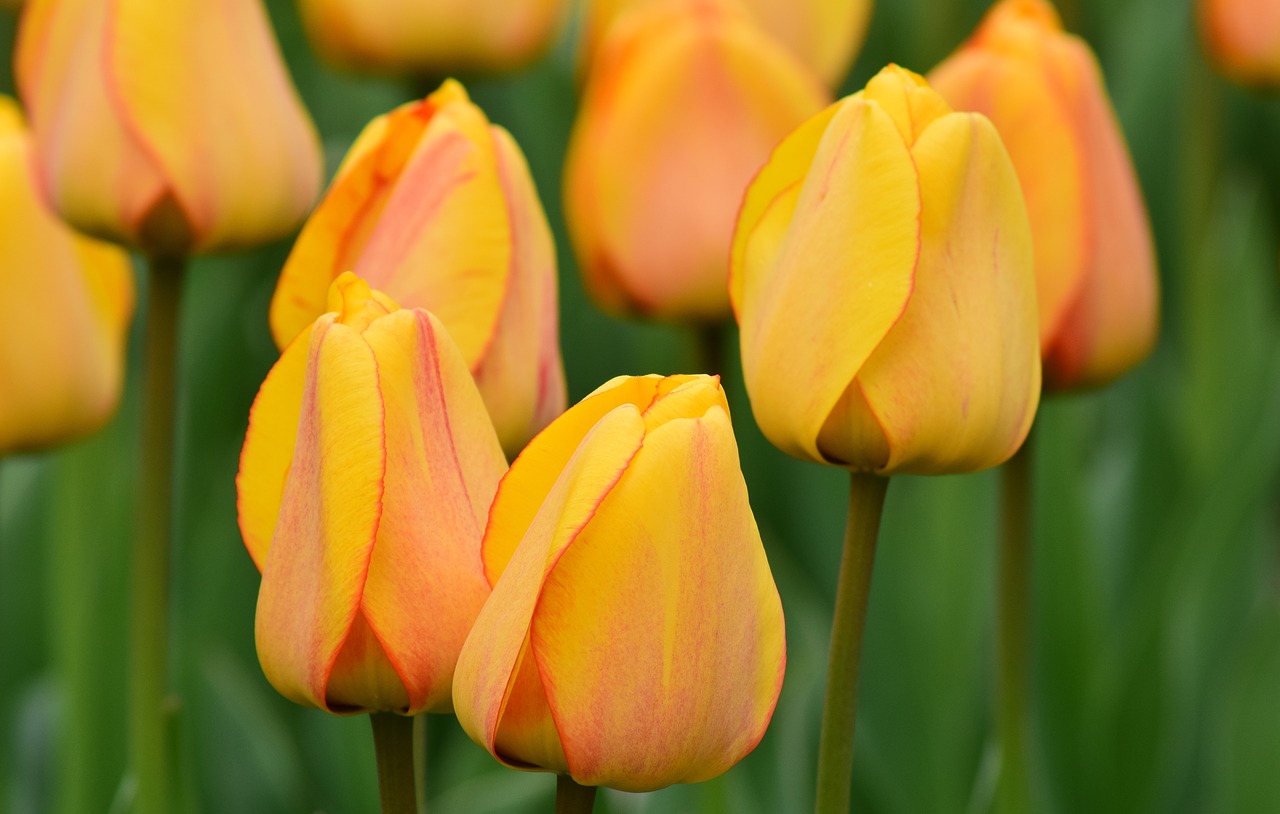 tulips yellow spring free photo