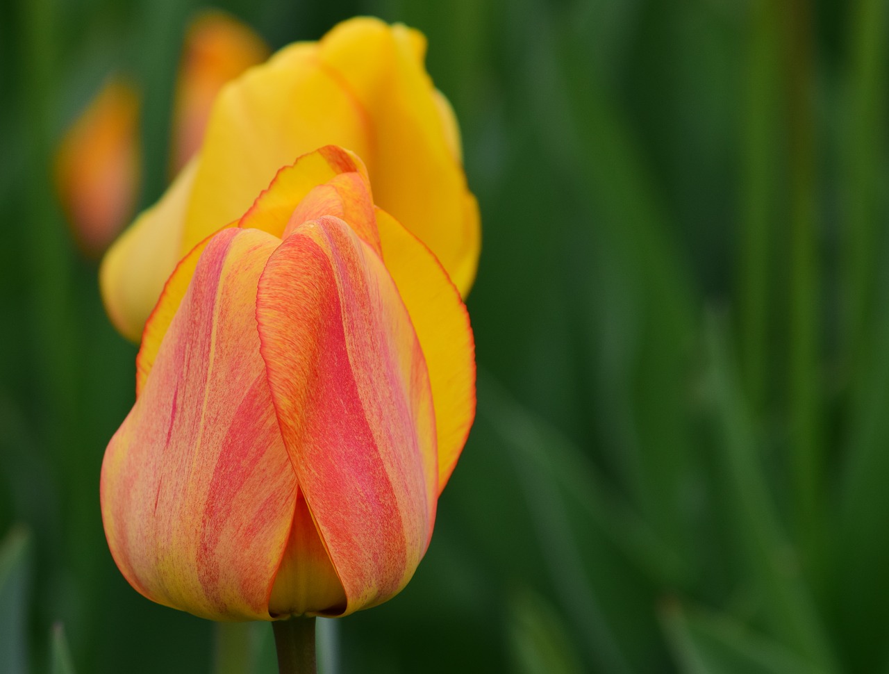 tulips yellow spring free photo