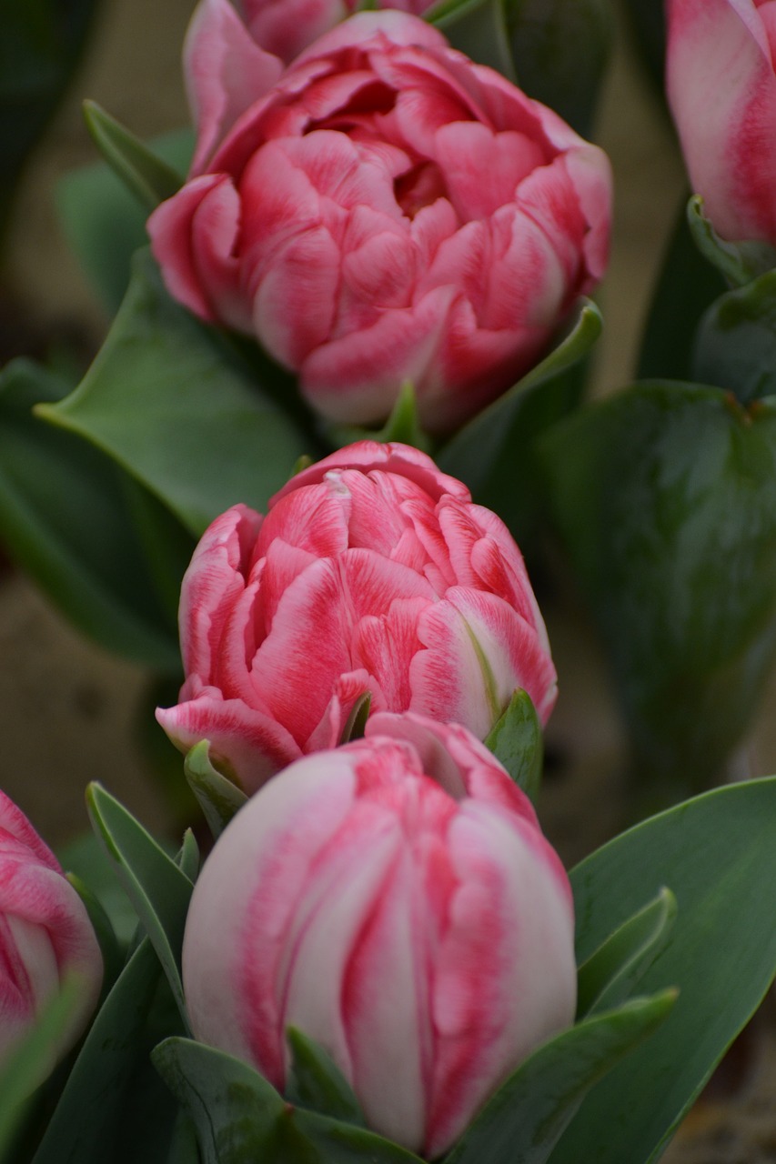 tulips mini tulips spring free photo